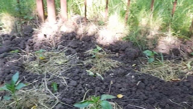 Работа на участке, муравейник в дереве , тля замучала , посадила еще помидоры смотреть онлайн