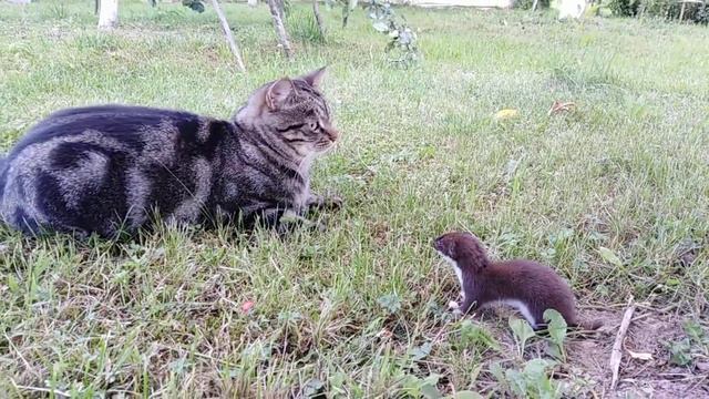 Ласка против котика