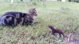Ласка против котика