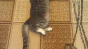 Кошка буксует