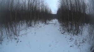 Охота на зайца с гончими. Первый беляк сезона 2021-2022.#охотаназайца#заяц#беляк#