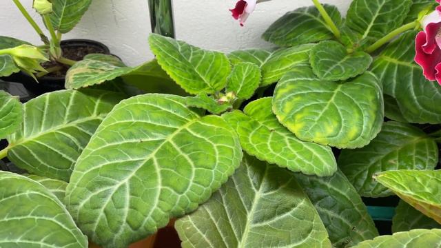 ОБЗОР ЦВЕТУЩИХ ГЛОКСИНИЙ смотреть онлайн