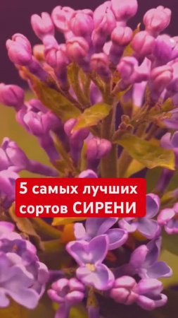 ТОП-5 сортов СИРЕНИ