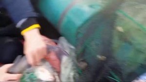 Проверка раколовки меня удивила! Рыбалка на раколовки на Старой Кубани.