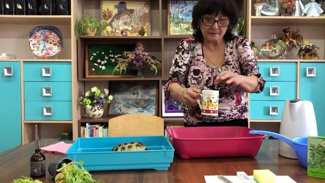 Сухопутная черепаха смотреть онлайн