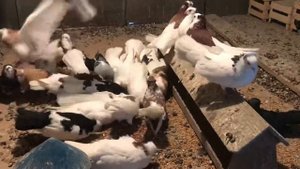 Брянские высоколетные голуби самки 2018г. Кудинов В.