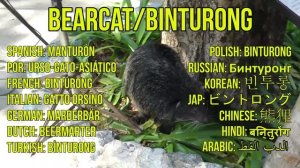 ANIMAL NAMES AND SOUNDS for Kids Video Compilation - Learn Animal Names for Children & Toddlers