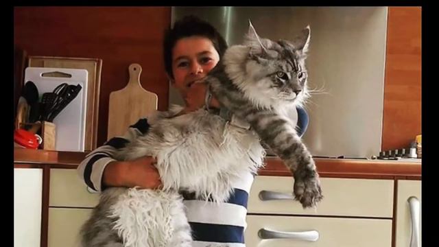 САМЫЕ БОЛЬШИЕ КОТЫ / THE BIGGEST CATS