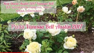 Rose Vanessa Bell Austin 2017 гибрид мускусной Розы❤?? Шикарная Обильная Роза ❗Сливочное Мороженое?
