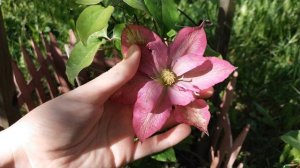 Японский КЛЕМАТИС ASAO