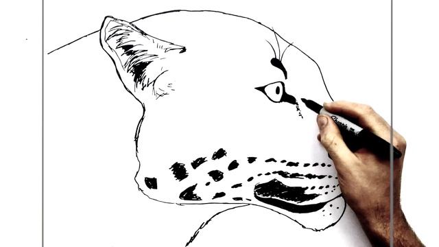 How to Draw a Leopard | Side View | Step By Step смотреть онлайн