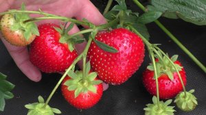 Фигаро ранний крупноплодный сорт клубники