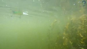 Лучшая приманка воблер кренк для ловли щуки и окуня в холодной воде👍💯🎣