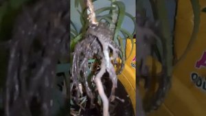 Реанимация цветка Алоэ.