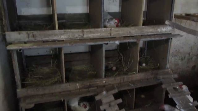 Одна из лучших пород мясояичных кур! Адлерский Серебристый!
