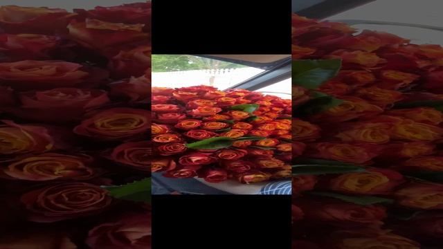 101 роза смотреть онлайн