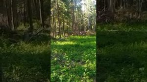 Нагонка смычка русских пегих гончих по зайцу