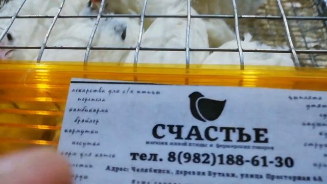 Перепела породы "Белые Американские бройлеры" | Техасские | магазин Счастье | Бутаки