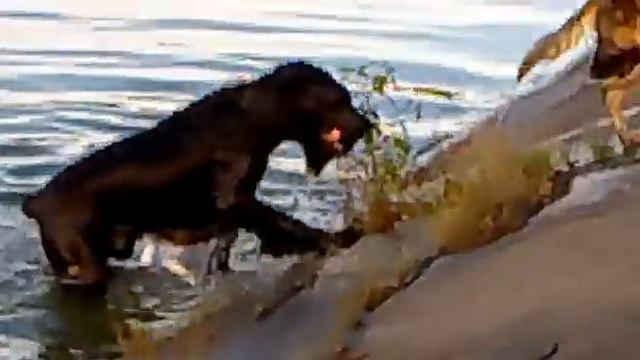 Ризеншнауцер - водяной полоскун