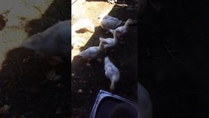 Как же быстро растут гуси.