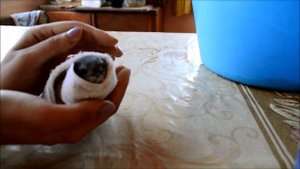 Как кормить стрижа/Легкий способ открыть рот самым упрямым. How to feed the Swift?