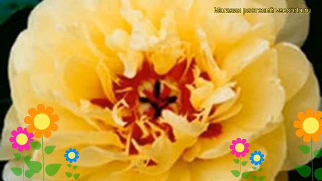 Пион ито Еллоу Уотерлили. Краткий обзор, описание характеристик paeonia itoh Yellow Waterlily смотреть онлайн