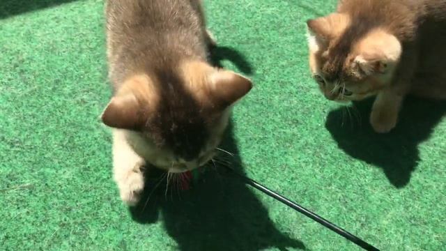 ??☀️ОБАЛДЕННЫЕ КОТЯТА ???ЗОЛОТАЯ ШИНШИЛЛА?
