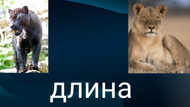 ЧËРНАЯ ПАНТЕРА  VS АФРИКАНСКАЯ ЛЬВИЦА           #пантера  #львица  #ктосильнее