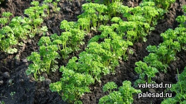ПЕТРУШКА ВЗОЙДЕТ ЩЕТКОЙ! Посейте так петрушку под зиму, получите дружные всходы весной! смотреть онлайн