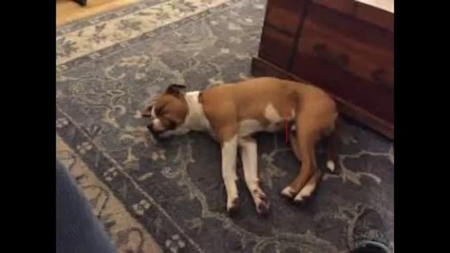 Dogs that are in our family's смотреть онлайн