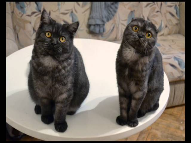 Веселые СТАРТы наглых котов