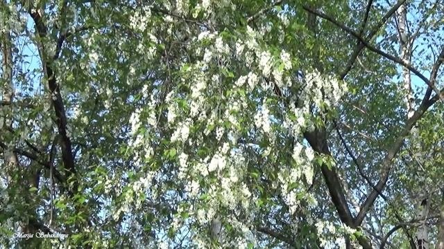 Соловей на веточке/поют:Тамара Занегина, Тамара Косицина/хорРУССКАЯ ПЕСНЯ/с.Некрасовка/архив1998г