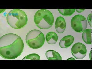 Хлорелла для сельскохозяйственных животных