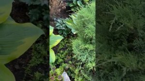 Сад хост в Бийске 2021( hosta garden 2021) Хосты в саду. Коллекция хост.туя. Гейхеры