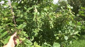 КОГДА и как ОБРЕЗАТЬ СЛИВУ ЛЕТОМ. Проводим прореживание сливы.