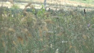 Там вдали у реки...