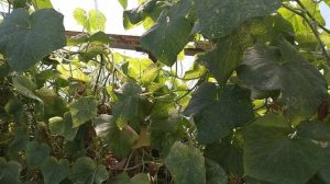 Подкормите ОГУРЦЫ В АВГУСТЕ этой БОЛТУШКОЙ и будете собирать зеленцы до мороза