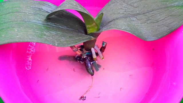 РЕАНИМАЦИЯ ОРХИДЕИ! ВРЕДИТЕЛИ ОРХИДЕИ - ПОДУРЫ ИЛИ НОГОХВОСТКИ? смотреть онлайн