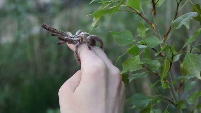 Handling Of Defensive Heteroscodra Maculata