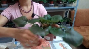 Укоренение головы фиалки. Три успешных способа