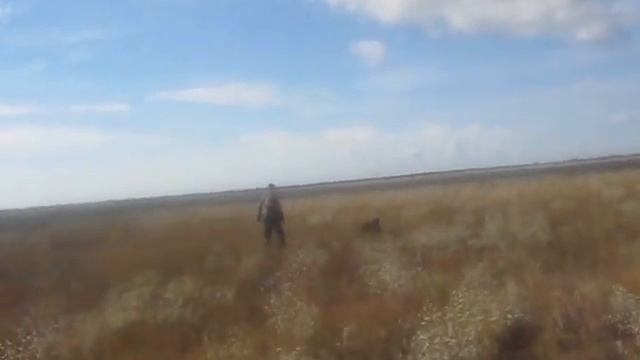 Английский пойнтер Гермес, натаска по перепелу в Крыму. смотреть онлайн