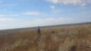 Английский пойнтер Гермес, натаска по перепелу в Крыму.