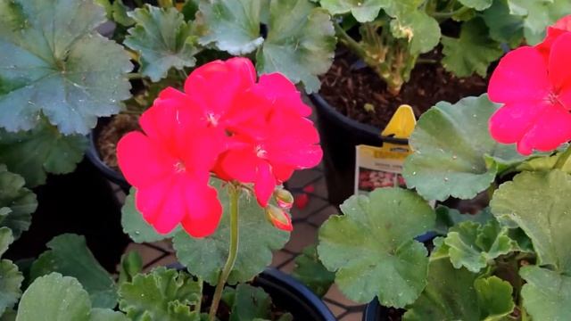 Zonal geranium Pelargonium  hortorum - Pelargonium zonale