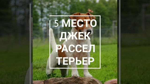 Топ 10 самых быстрых пород собак.