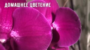 ОРХИДЕЯ Phalaenopsis “STELLENBOSCH”. СТЕЛЛЕНБОШ, ДОМАШНЕЕ ЦВЕТЕНИЕ, ОБЗОР