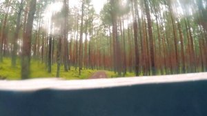 BIKER FALLS BAD INTO TREES