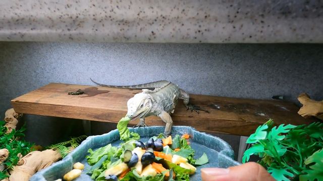 How To Bond With Your Tegu + An Update On Taming My Rhino Iguana!!! смотреть онлайн