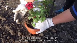 Роза Кордана микс: можно ли ее высаживать в открытый грунт