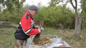 Отзыв о питомнике БАКЧАРСКОЕ. Часть 1 (саженцы жимолости, вскрытие посылки)