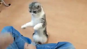 Майкун кошки_Кошка спасла